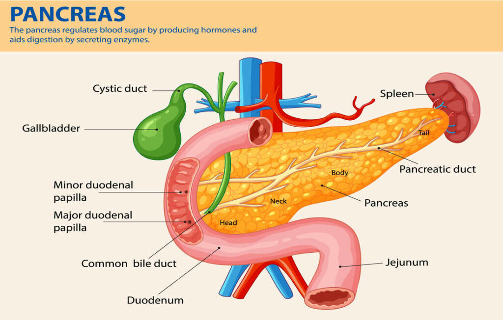 anatomie du pancréas