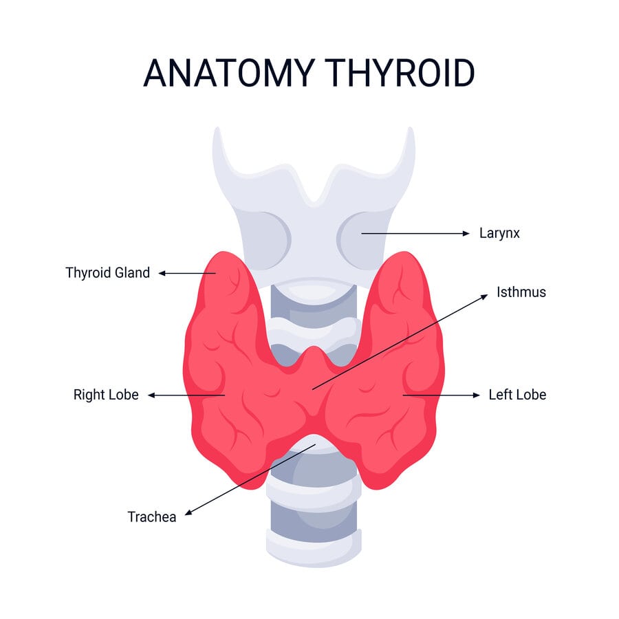 anatomie thyroide