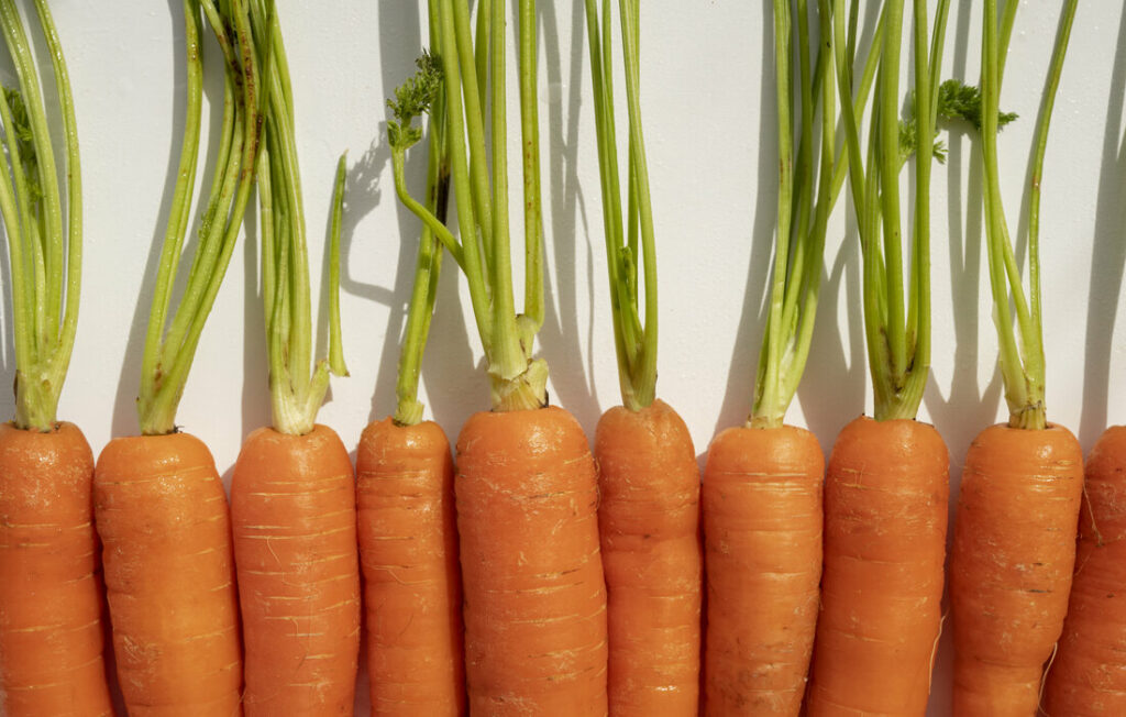 pourquoi les selles sont jaunes : manger des carottes